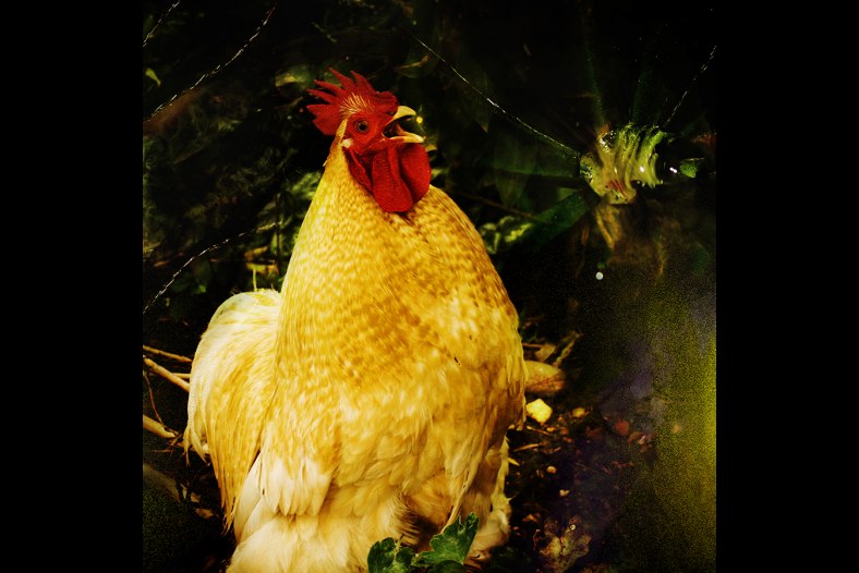 Crowing